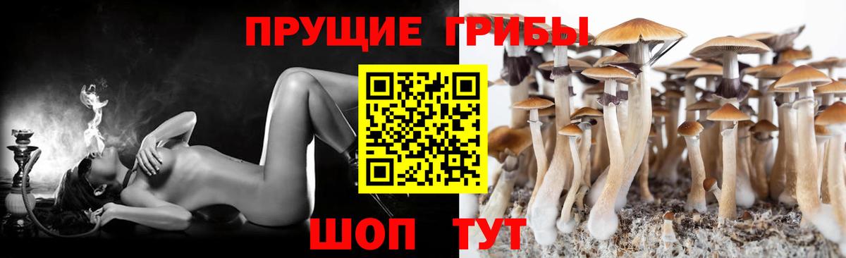 Галлюциногенные грибы Psilocybe Ярцево